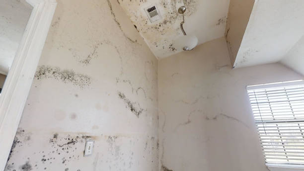 Best Asbestos and Lead Testing During Mold Inspection  in Woodville, FL