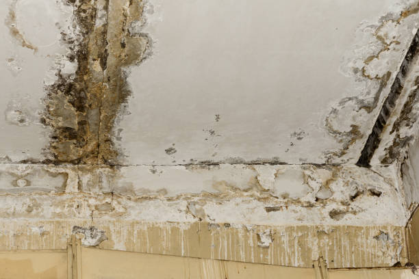 Best Dehumidification Services  in Woodville, FL