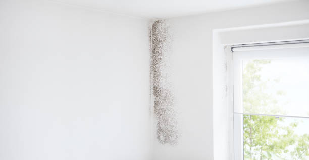 Best Industrial Mold Remediation  in Woodville, FL