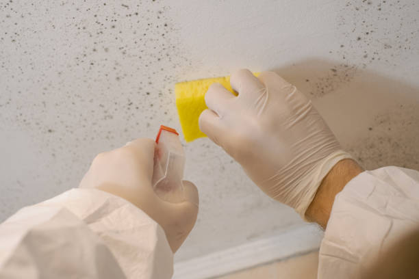 Dehumidification Services in Woodville, FL