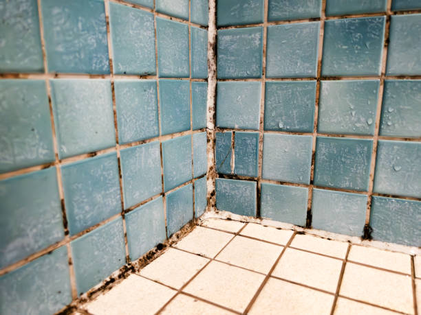 Best Real Estate Mold Inspection  in Woodville, FL