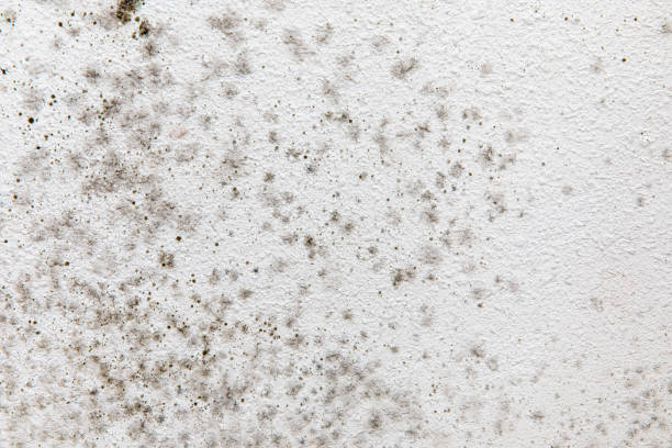 Best Commercial Mold Inspection  in Woodville, FL