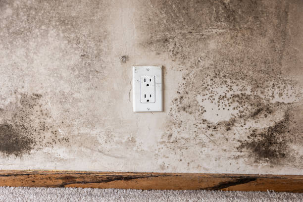 Asbestos and Lead Testing During Mold Inspection in Woodville, FL