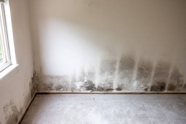 Best Basement Mold Removal  in Woodville, FL