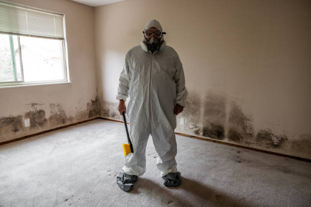 Best Black Mold Removal  in Woodville, FL