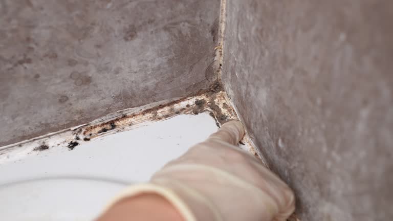 Best Mold Remediation for Healthcare Facilities  in Woodville, FL